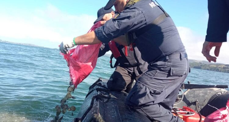 Sernapesca detectó a comercializadora que transportó ilegalmente 910 kilos de ostras