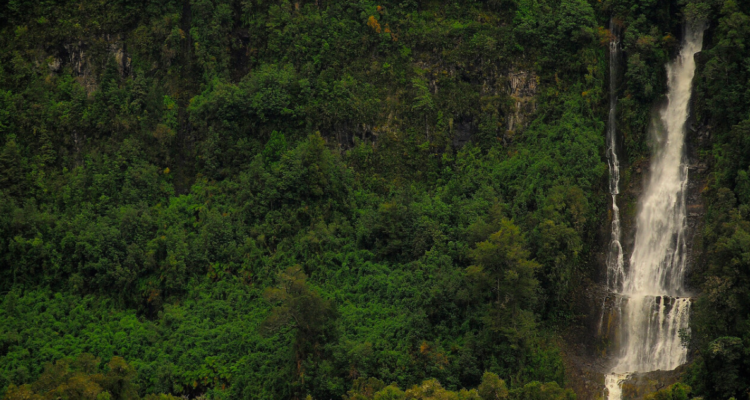 SMA echa por tierra evaluar proyecto de loteo que involucra hectáreas del Parque Nacional Puyehue