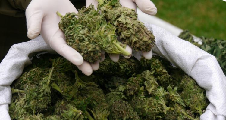 PDI decomisa 84 plantas de cannabis en Purranque: estaban a 5 kilómetros de la zona urbana