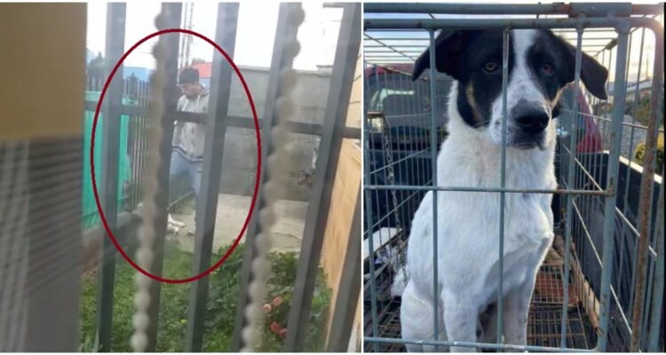 Caso de maltrato animal en Puerto Montt
