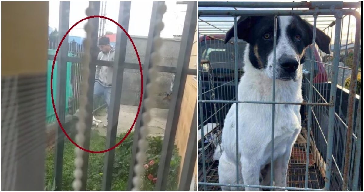 Caso de maltrato animal en Puerto Montt