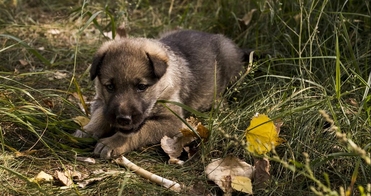 perro de Chernóbil