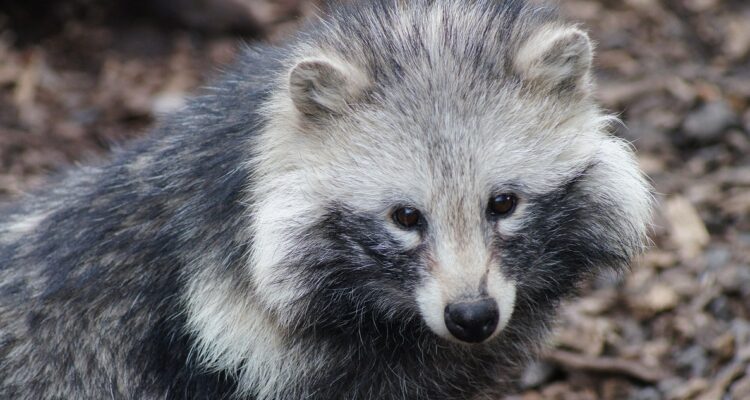 Un perro mapache, nuevo sospechoso en la búsqueda del origen del covid-19.