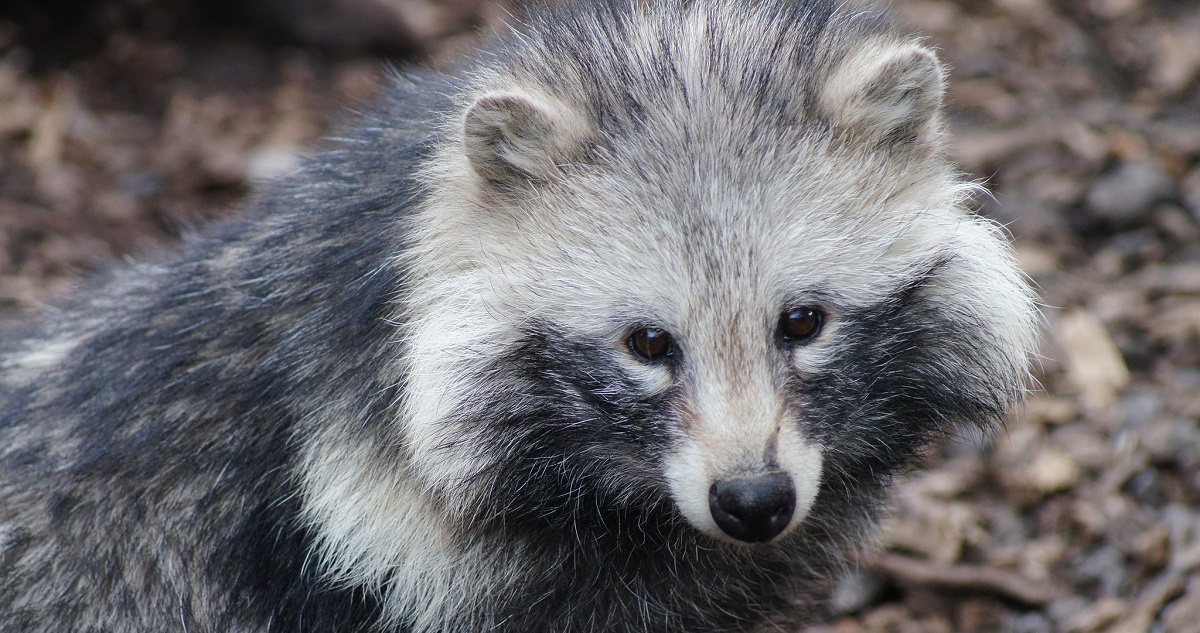 Un perro mapache, nuevo sospechoso en la búsqueda del origen del covid-19.