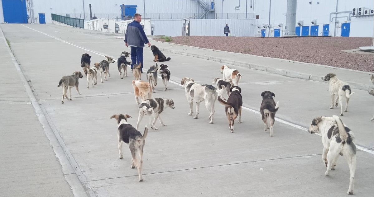 Perros abandonados en Chernóbil