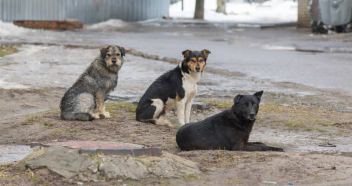 Estudio sobre efectos de la radiación en perros de Chernóbil