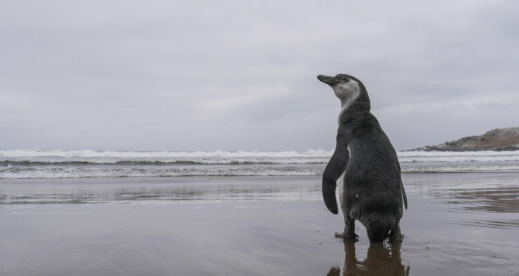 Sernapesca confirma primer caso de influenza aviar en un pingüino de Humboldt en Coquimbo