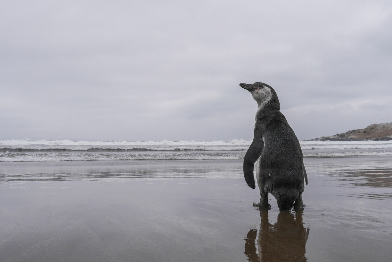 Sernapesca confirma primer caso de influenza aviar en un pingüino de Humboldt en Coquimbo