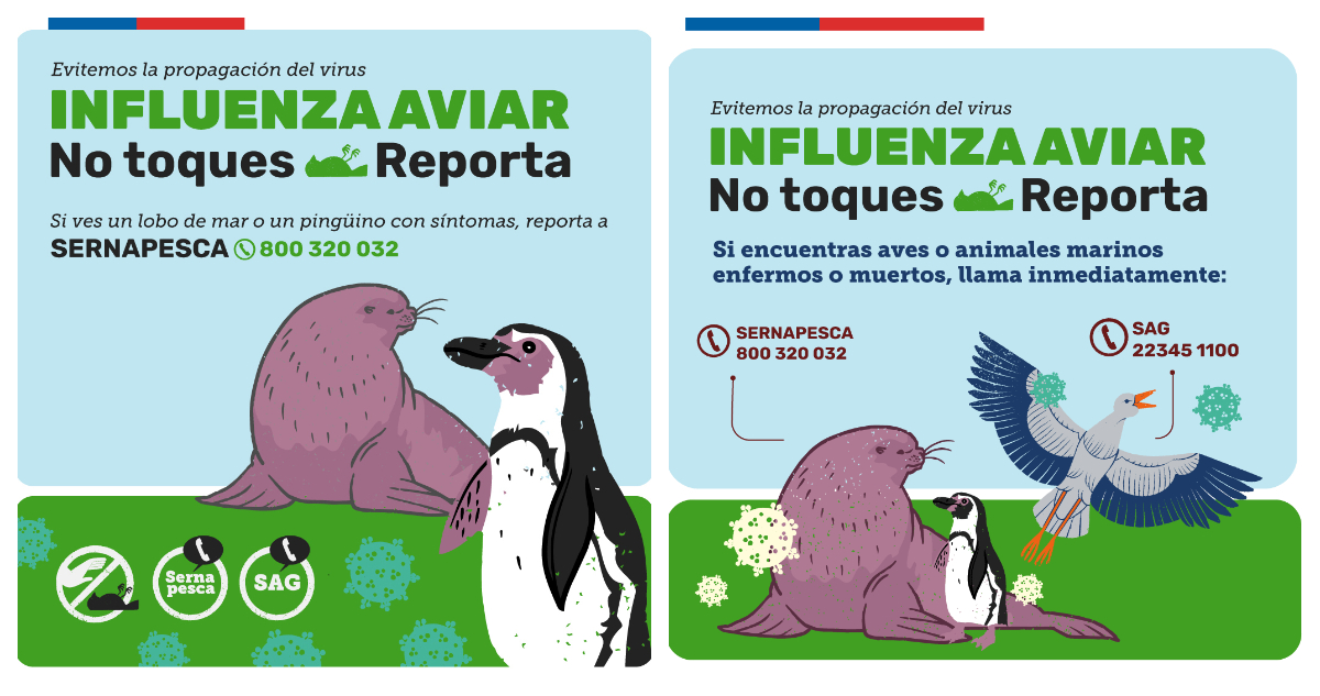 Sernapesca confirma primer caso de influenza aviar en un pingüino de Humboldt en Coquimbo