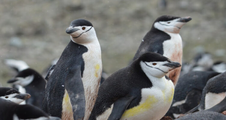 Disminuyen poblaciones del Pingüino barbijo en la Antártica