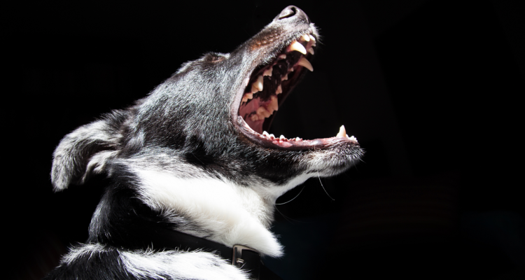 Un sujeto con antecedentes por violencia intrafamiliar agredió a su pareja con palos y un martillo, siendo arrestado por carabineros. Sin embargo, cuando éstos llegaron, liberó a 10 pitbulls en su contra.