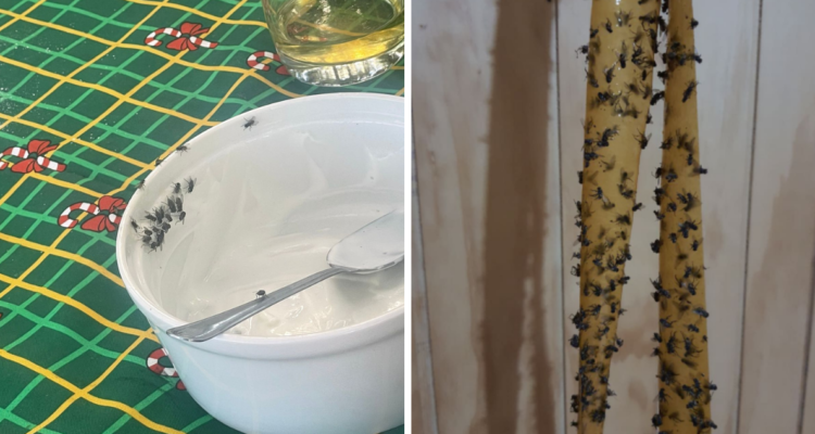 “No sé si le estoy dando comida o moscas”: Corte admite nuevo recurso por plaga en Los Ángeles