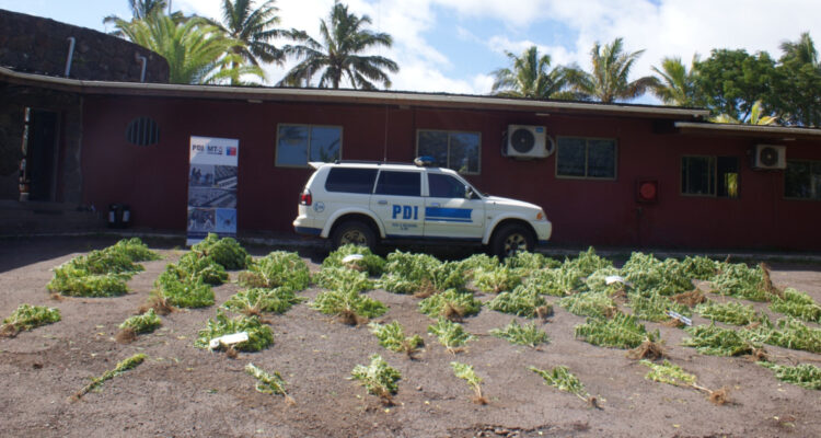 PLANTACIÓN DE MARIHUANA RAPA NUI