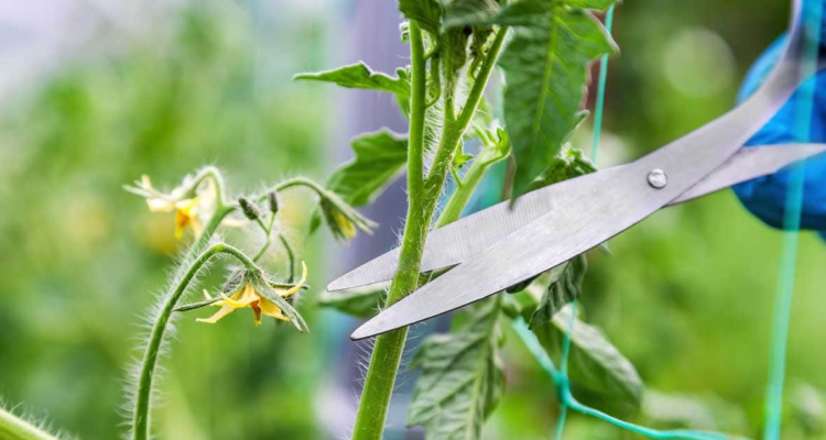 Las plantas cuando están estresadas emiten sonidos en una frecuencia que los humanos no pueden oír, pero que se parecen a los estallidos de un plástico de burbujas, los cuales se detectan a más de un metro y su volumen es similar al de una conversación normal.