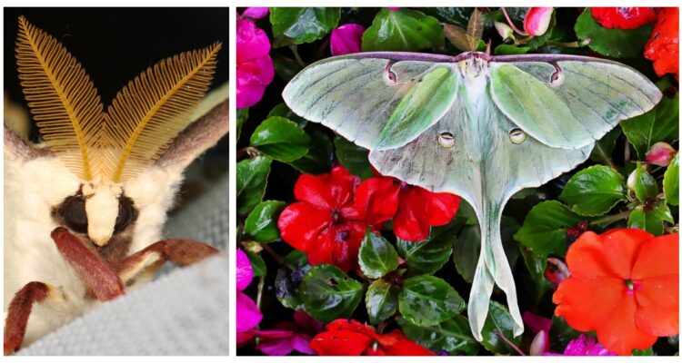 Dos fotografías de la polilla lunar.