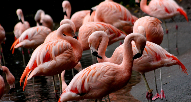 polluelos de flamencos