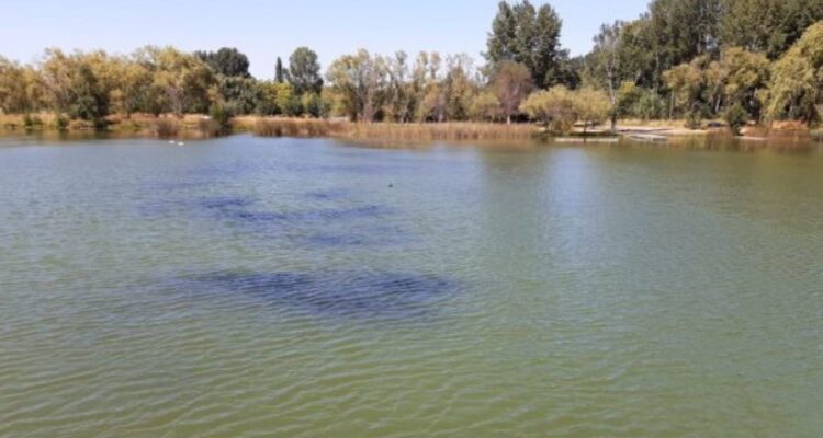 Vuelven a prohibir el baño en Laguna Avendaño de Quillón ante casos de dermatitis por cercarias