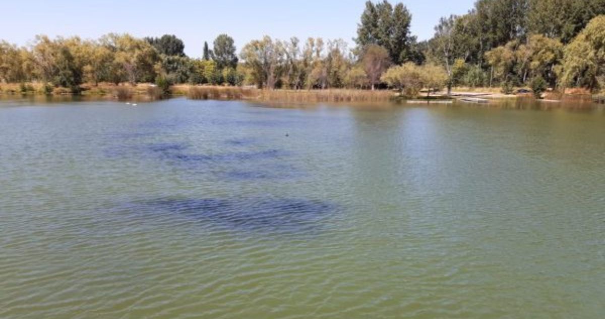 Vuelven a prohibir el baño en Laguna Avendaño de Quillón ante casos de dermatitis por cercarias