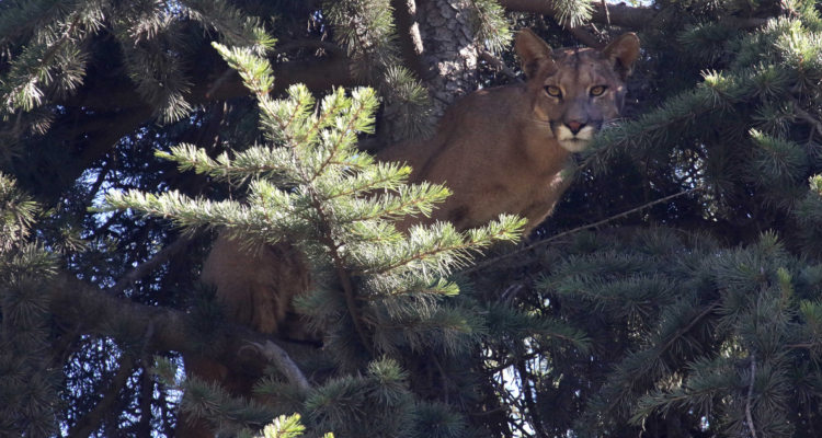 Los Molinos Valdivia puma