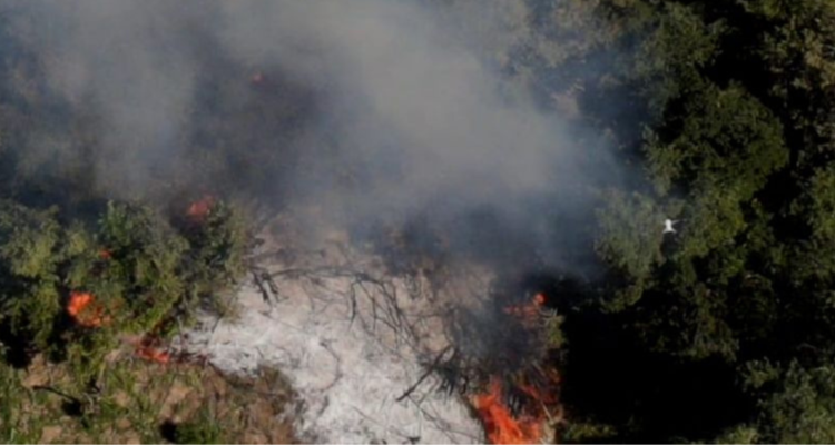 Quema marihuana San Clemente provocó incendio forestal
