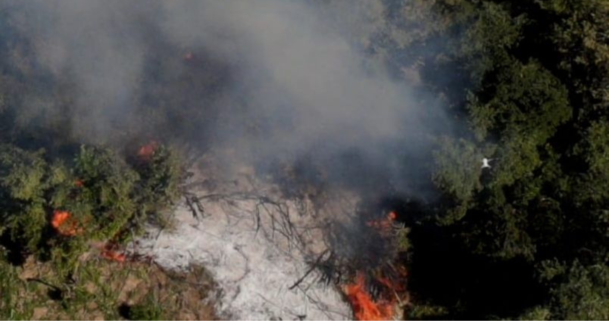 Quema marihuana San Clemente provocó incendio forestal