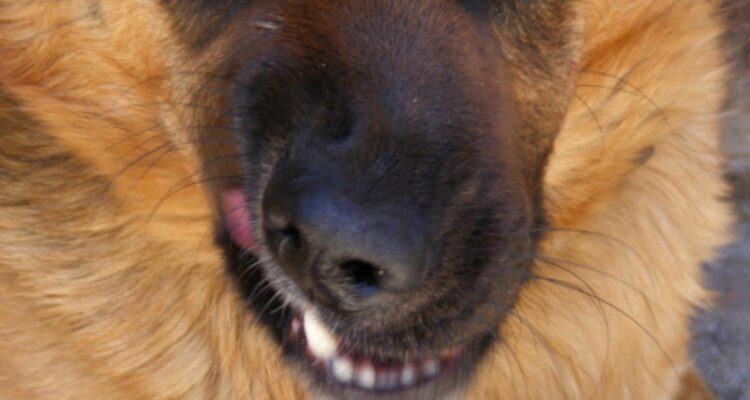 Declaran admisible querella por ataque de perro en Antilhue