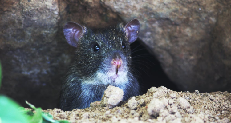 Descubren que el coronavirus circula entre las ratas de las alcantarillas de Nueva York.