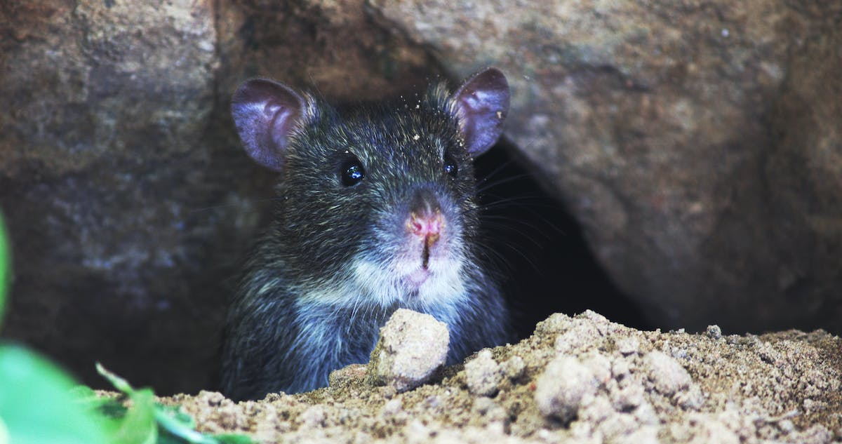 Descubren que el coronavirus circula entre las ratas de las alcantarillas de Nueva York.