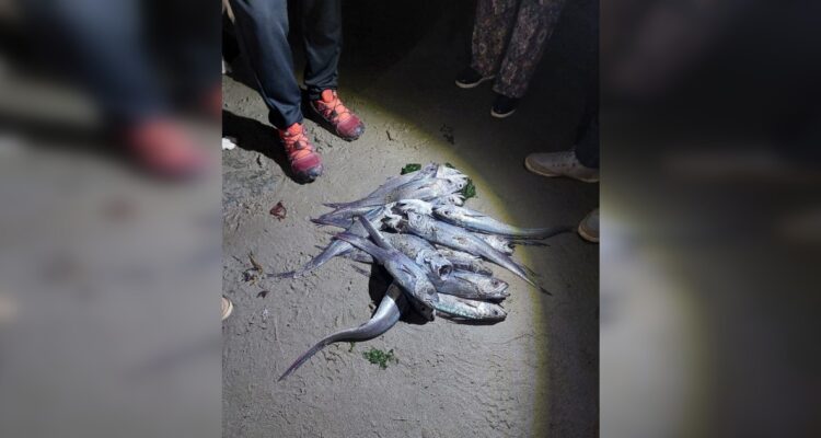 Registran varazón de peces en playa Pucatrihue en Osorno