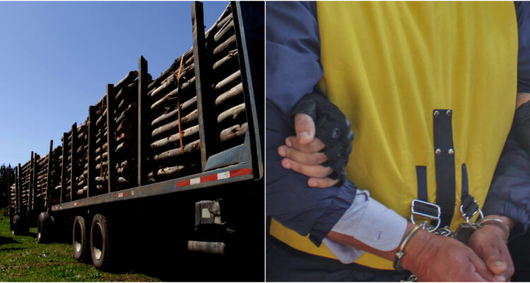 cautelares por robo de madera en Contulmo