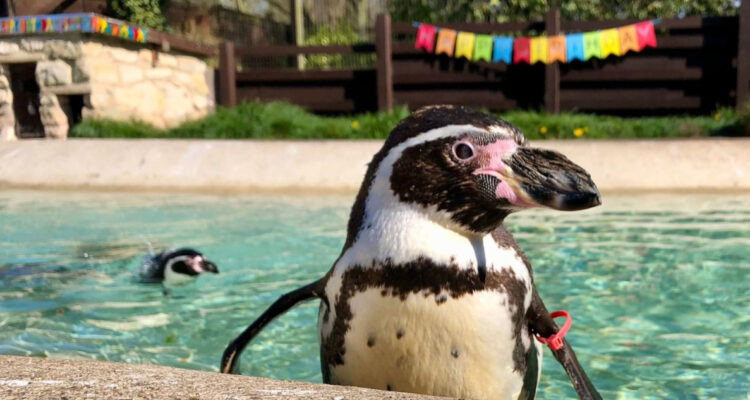 Muere Rosie, el pingüino de Humboldt más longevo del mundo