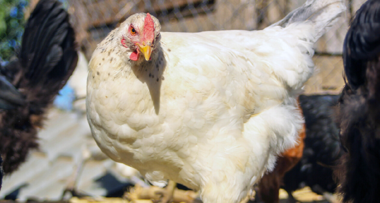 SAG confirma presencia de influenza aviar en La Araucanía virus fue detectado en ave de corral