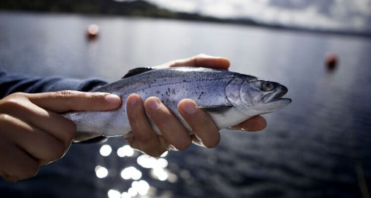 Salmonera Australis rompe el silencio: empresa china presenta autodenuncia ante la SMA