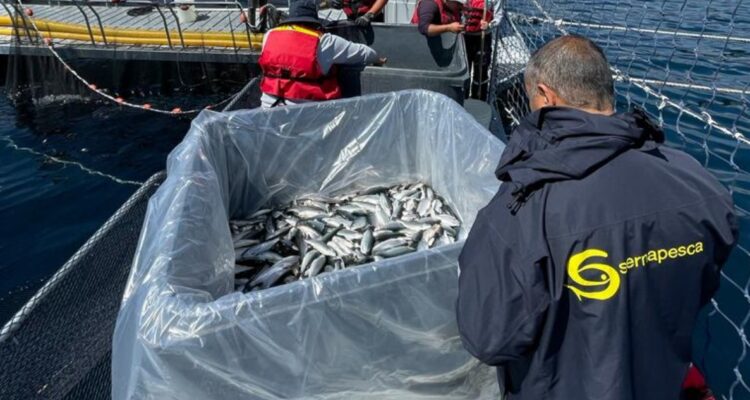 ARCHIVO | Sernapesca | Twitter