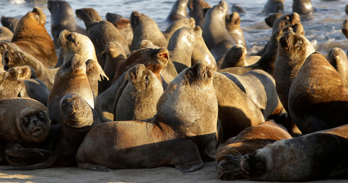 Sernapesca informa muerte de 112 lobos marinos por gripe aviar en  Antofagasta: 55% ocurrió en marzo | Nacional | BioBioChile