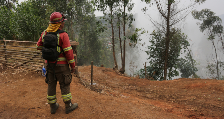silvicultura preventiva
