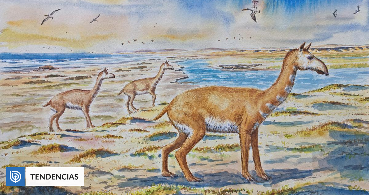 Discovered a species similar to guanaco that lived in Chile 7 million