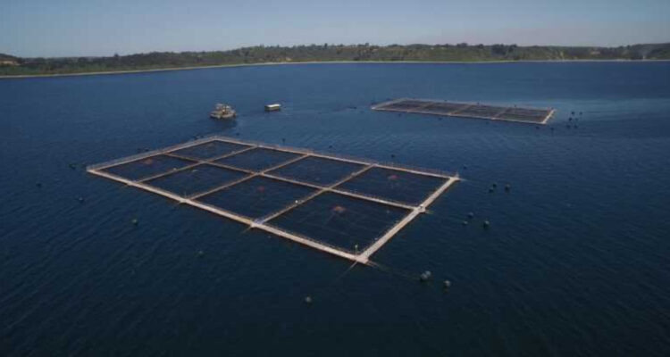 Posibilidad de virus ISA en centro de salmones de Magallanes