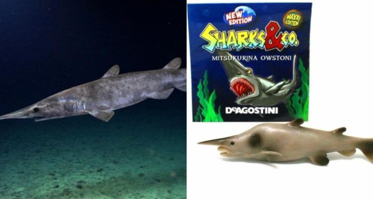 La historia del tiburón duende que apareció en revista científica pero que resultó ser un juguete
