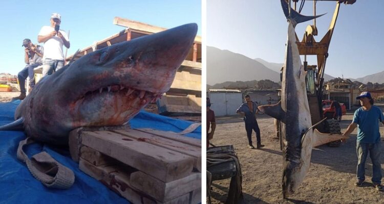 Enorme Tiburón encontrado en playas de Tocopilla, región de Antofagasta