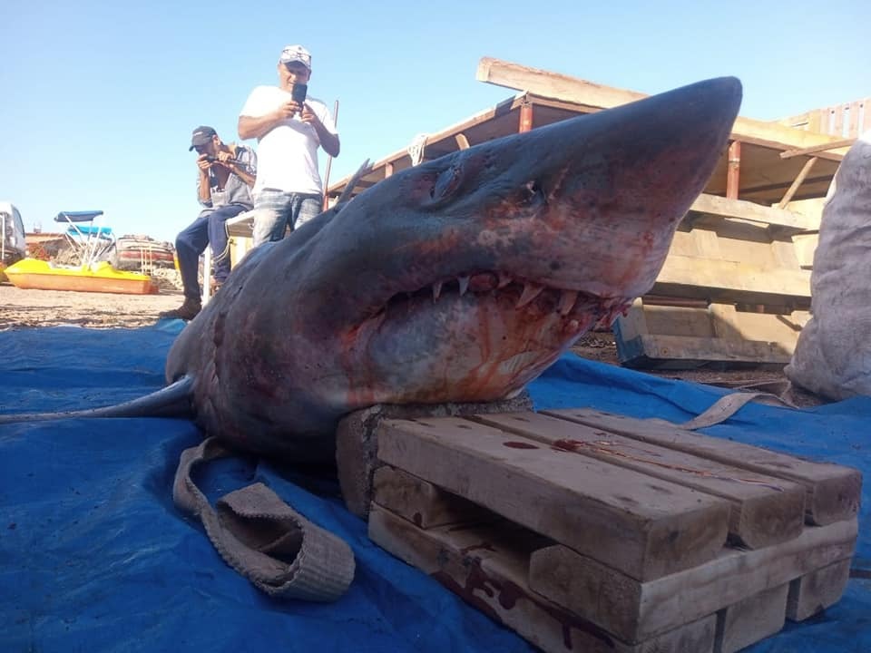 Encuentran a enorme tiburón en las playas de una caleta en Tocopilla, región de Antofagasta