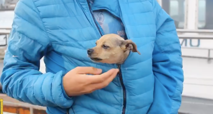 Armada de Chile coordinó rescate de tripulantes rusos y un perrito: estaban sin timón y a la deriva