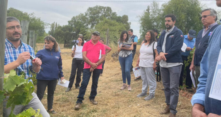 Indap y UC Davis Chile concretan apoyo a 400 viñateros del Itata afectados por incendios forestales