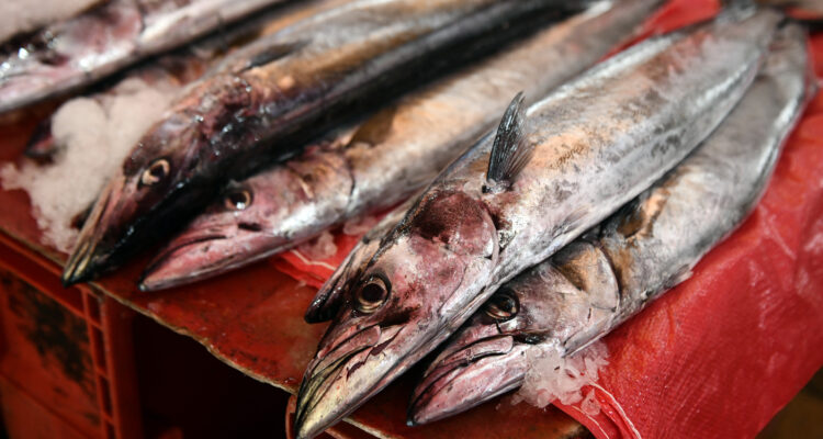 Avanza el proyecto de ley que aumenta sanciones para quienes extraen, apozan y comercializan productos con marea roja.