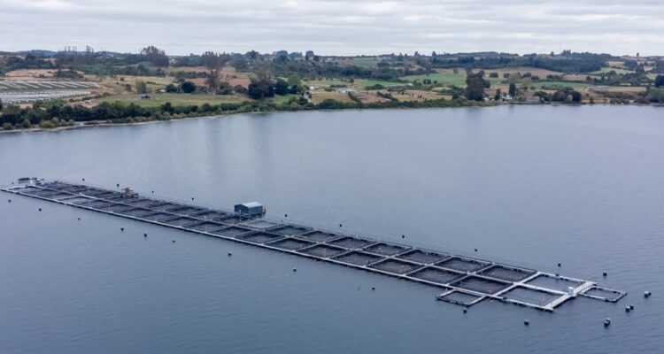 Instalación de jaulas de salmones en Lago Llanquihue | Felipe Constanzo Agencia UNO