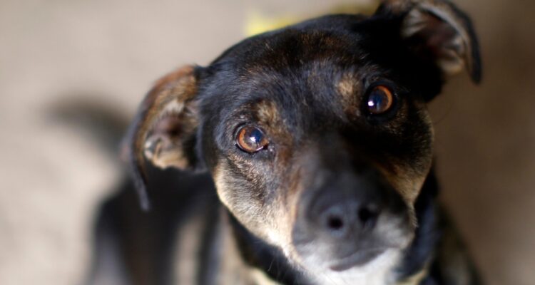 Denuncian maltrato animal en Angol