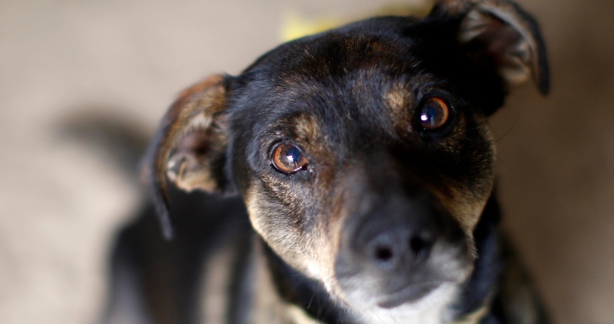 Denuncian maltrato animal en Angol