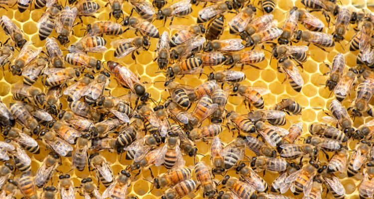 ¿Cómo evitar la extinción de las abejas y por qué incluirlas en la agenda política?