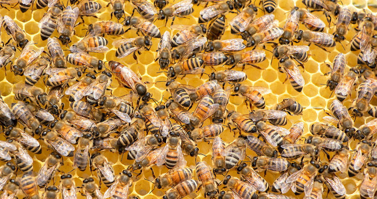 ¿Cómo evitar la extinción de las abejas y por qué incluirlas en la agenda política?