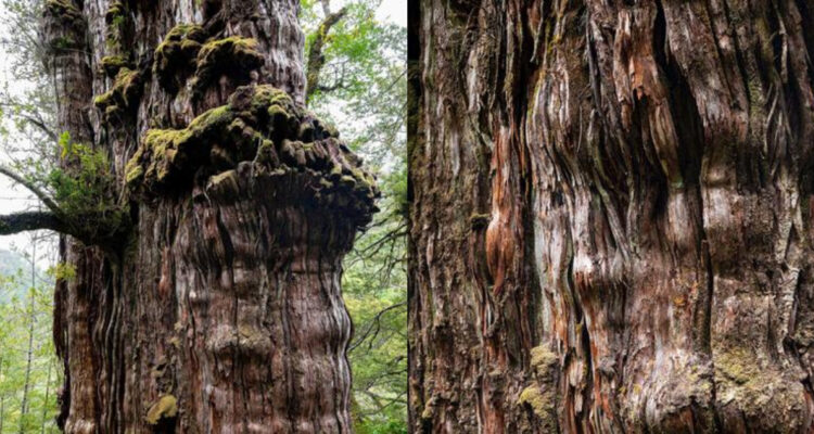 Alerce milenario de Chile podría romper récord como árbol más viejo del mundo